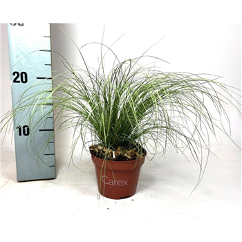 Carex comans 'Bronze Form' F00008106