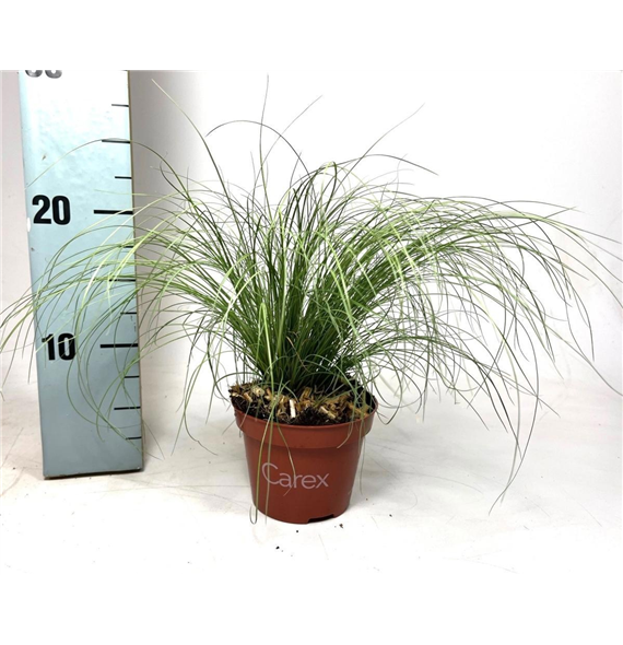 Carex comans 'Bronze Form' F00008106