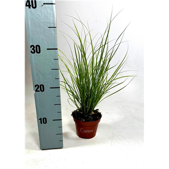 Palma Carex howardii 'Phoenix Green' F00008109