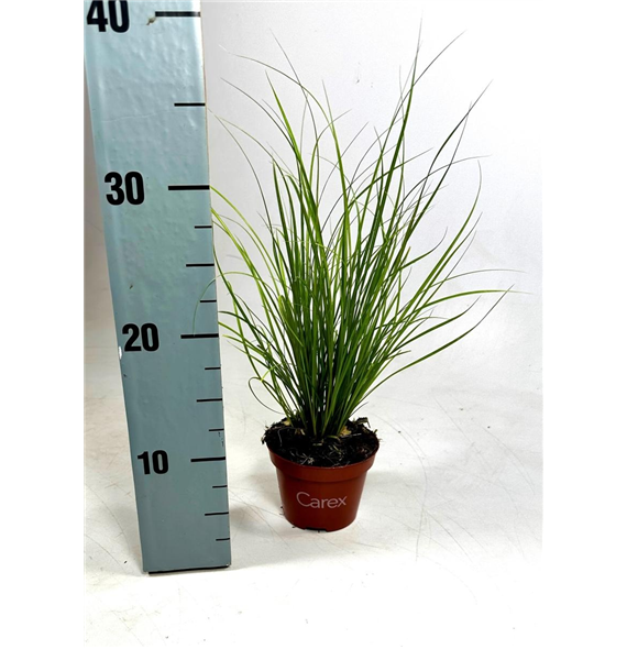 Palma Carex howardii 'Phoenix Green' F00008109