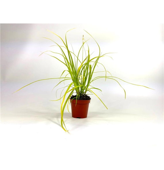 Carex oshimensis 'Evercolor Everillo' F00008116