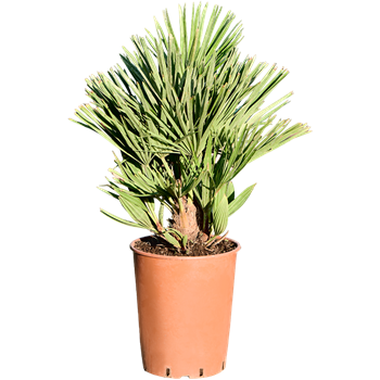 Chamaerops humilis 'Vulcano' 5CHHUBU33