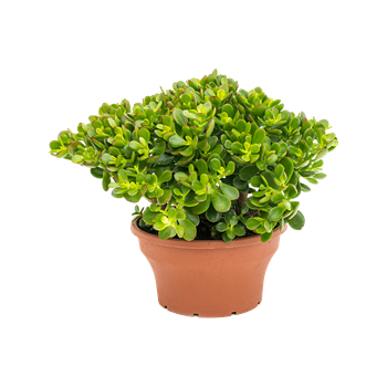 Crassula ovata 'Minor' 5CROMBU23