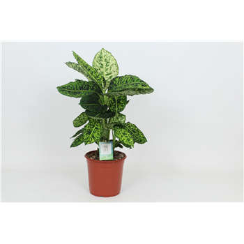 Dieffenbachia 'Reflector' F00002990