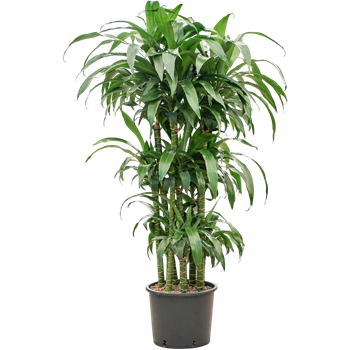 Dracena deremensis 'Black Beauty' 1DRBBCA30