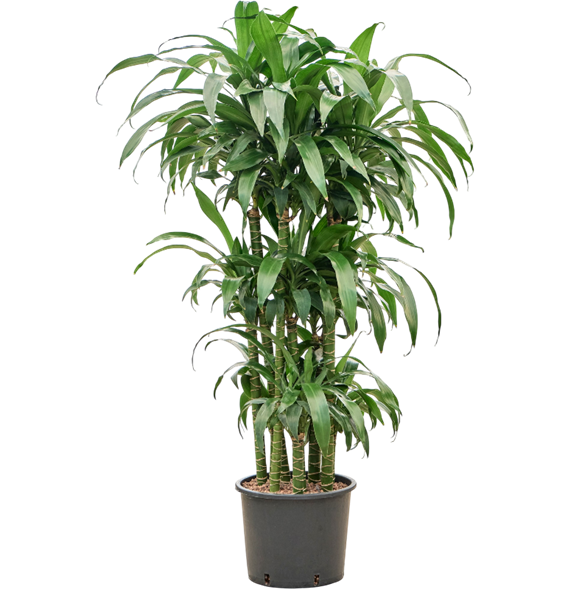 Dracena deremensis 'Black Beauty' 1DRBBCA30