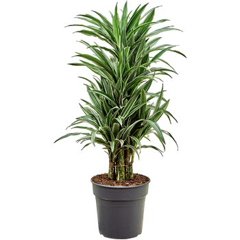 Dracena deremensis 'Warneckei' 4DRDEVT05