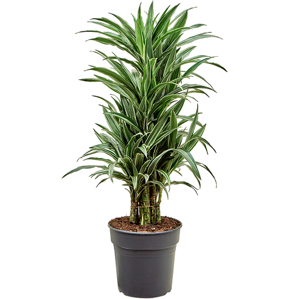 Dracena deremensis 'Warneckei' 4DRDEVT05
