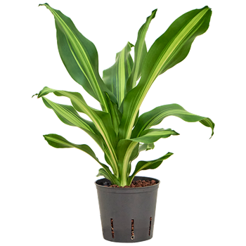 Dracena fragrans 'Burley' 2DRBUKO13