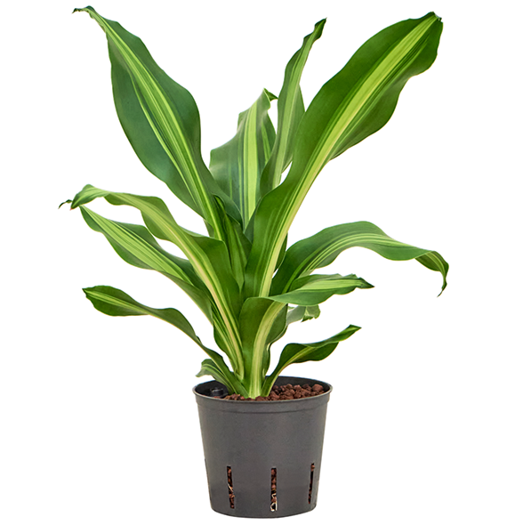 Dracena fragrans 'Burley' 2DRBUKO13