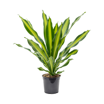 Dracena fragrans 'Burley' 4DRBUKO21