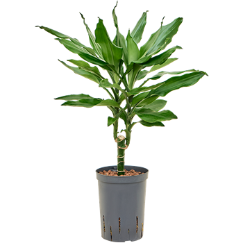 Dracena fragrans 'Burundii' 1DRBU1S10