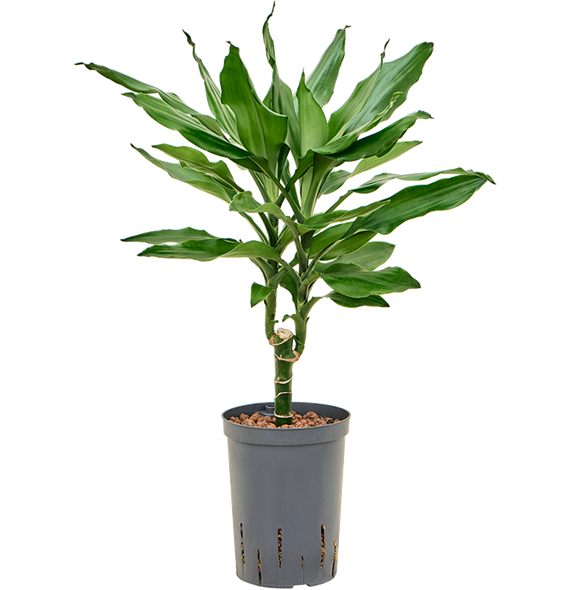 Dracena fragrans 'Burundii' 1DRBU1S10