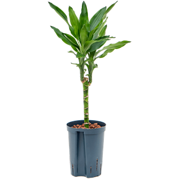 Dracena fragrans 'Burundii' 1DRBU1S20