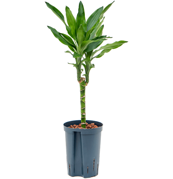 Dracena fragrans 'Burundii' 1DRBU1S20