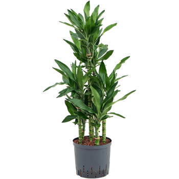 Dracena fragrans 'Burundii' 1DRBUCA23