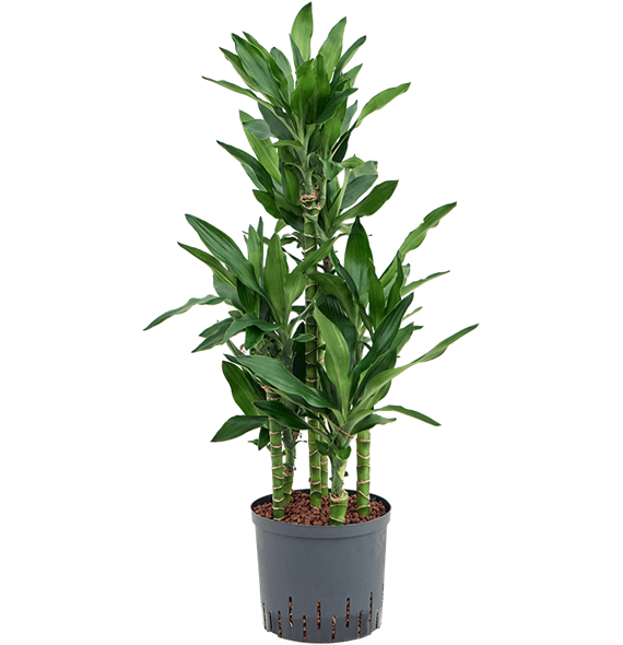 Dracena fragrans 'Burundii' 1DRBUCA23
