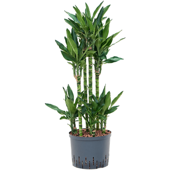 Dracena fragrans 'Burundii' 1DRBUCA25