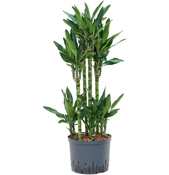 Dracena fragrans 'Burundii' 1DRBUCA25