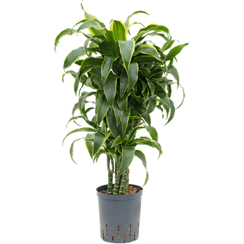 Dracena fragrans 'Dorado' 1DRDOVT05