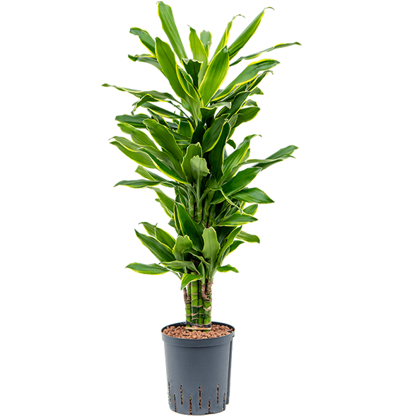 Dracena fragrans 'Golden Coast' 1DRGCVT18