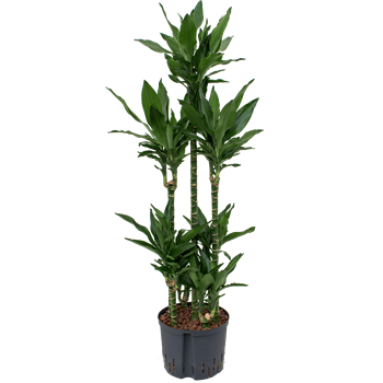 Dracena fragrans 'Janet Lind' 1DRJLCA20