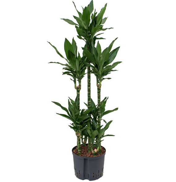 Dracena fragrans 'Janet Lind' 1DRJLCA20