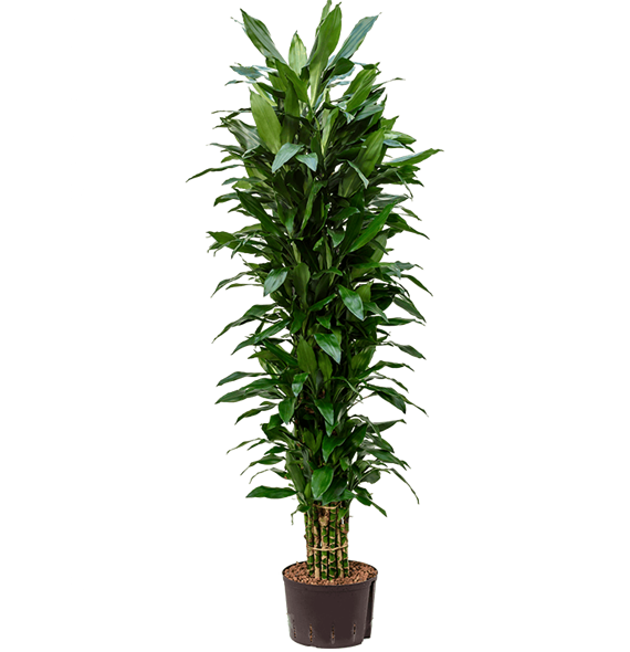 Dracena fragrans 'Janet Lind' 1DRJLVT20