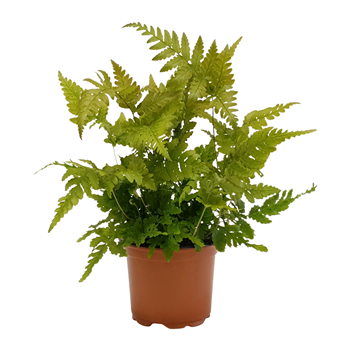 Dryopteris erythrosora F00001755