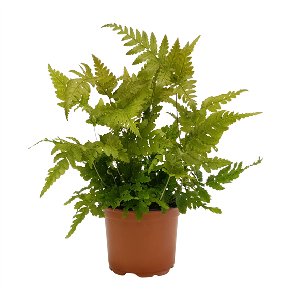 Dryopteris erythrosora F00001755