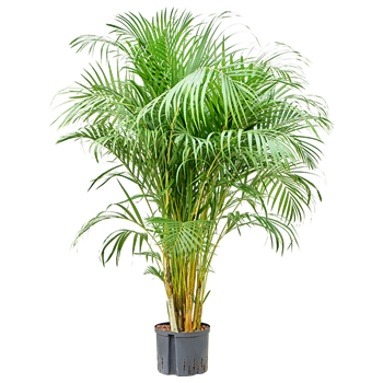 Palma Dypsis (Areca) lutescens 1ARLUTU54