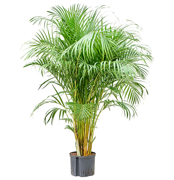 Palma Dypsis (Areca) lutescens 1ARLUTU54