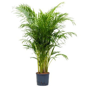 Palma Dypsis (Areca) lutescens 1ARLUTU41