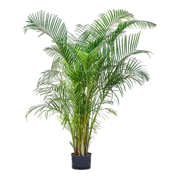 Palma Dypsis (Areca) lutescens 1ARLUTU59