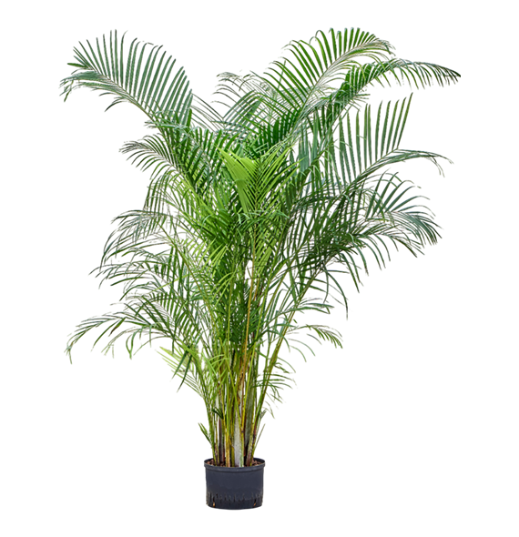 Palma Dypsis (Areca) lutescens 1ARLUTU59