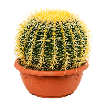 Echinocactus grusonii 4ECGRKK47