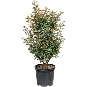 Elaeagnus ebbingei 'Compacta' (100-120) 5ELEBBU40
