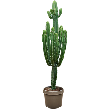 Euphorbia erytrea (190-250) 4EUERKK40