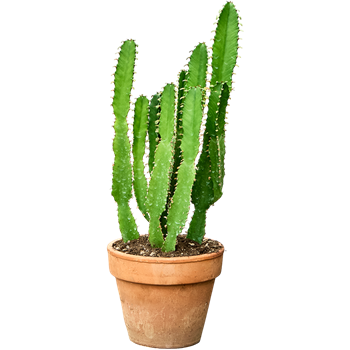 Euphorbia triangularis 4EUTRKK00