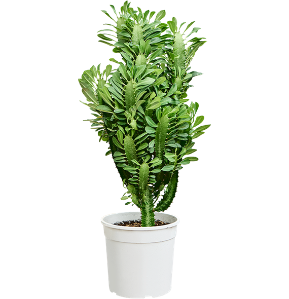 Euphorbia trigona 4EUTRKK76