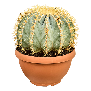 Ferocactus glaucescens 4FEGLKK31