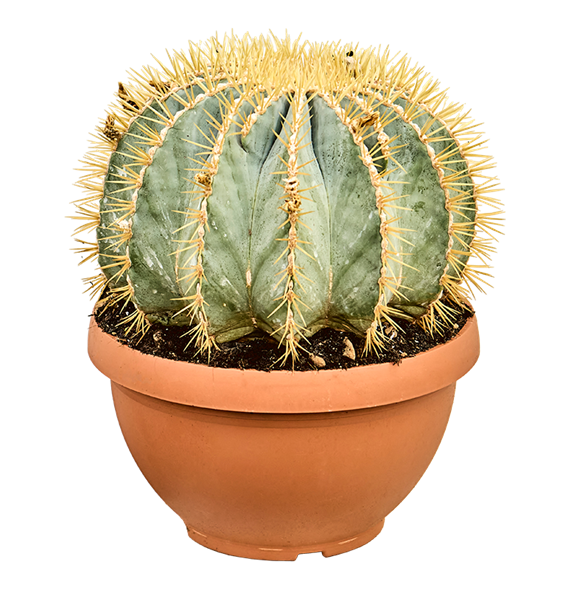 Ferocactus glaucescens 4FEGLKK31