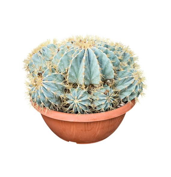 Ferocactus glaucescens 4FEGLKK40
