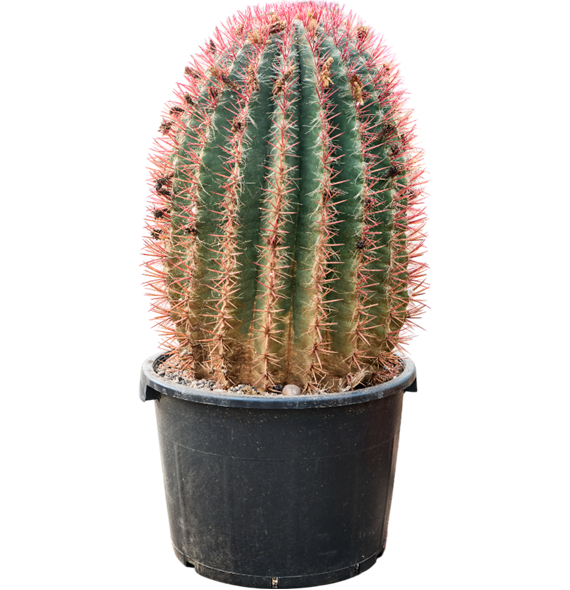 Ferocactus stainesii 4FESTKK80