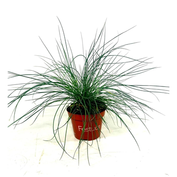 Festuca glauca 'Blue Select' F00008114