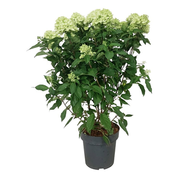 Hortenzija paniculata 'Graffiti' F00006833