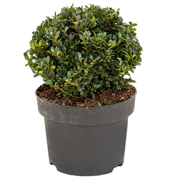 Ilex crenata 'Dark Green' 5ILCDBU23