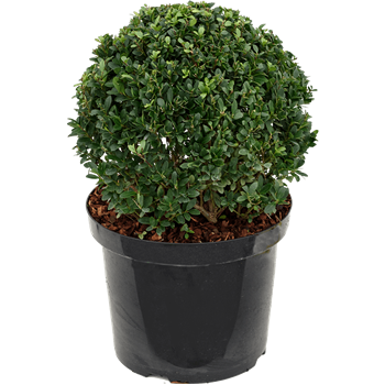 Ilex crenata 'Dark Green' 5ILCDBU05