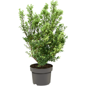 Ilex crenata 'Dark Green' 5ILCDBU20