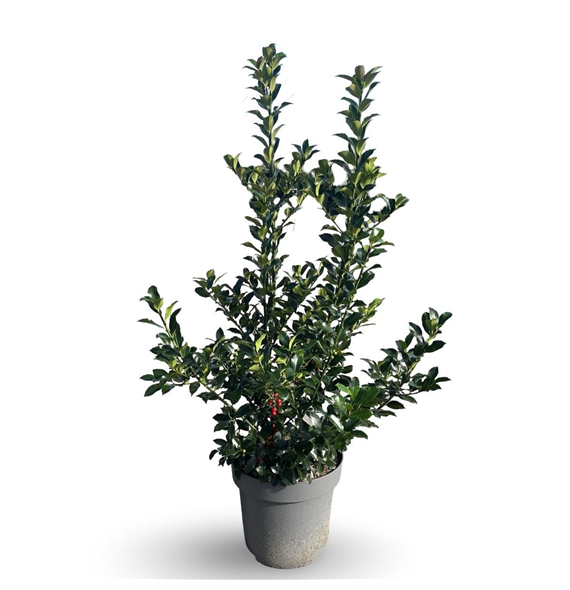 Ilex meserveae 'Blue Maid' F00008100